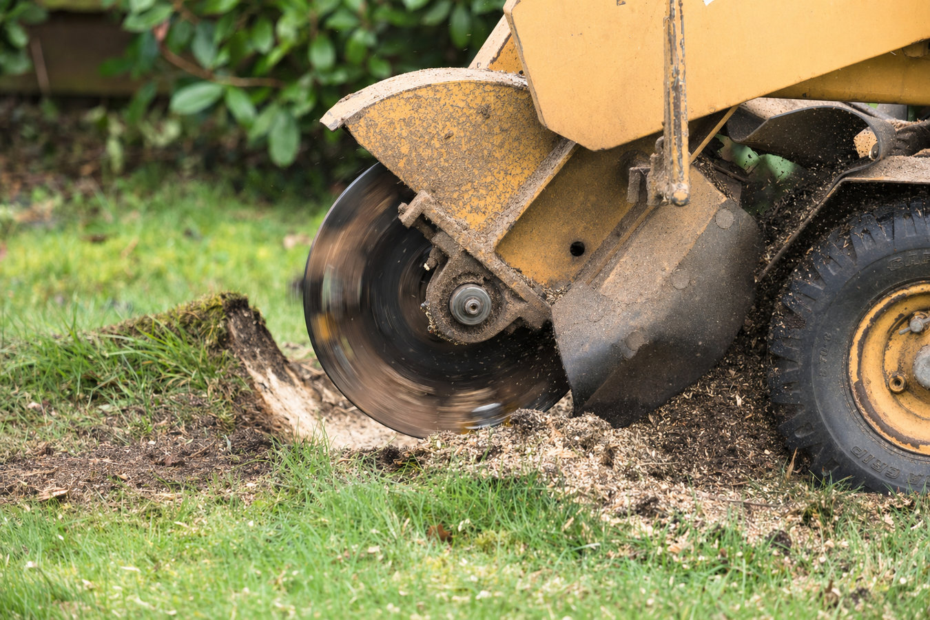 Stump removal in Camarillo, CA