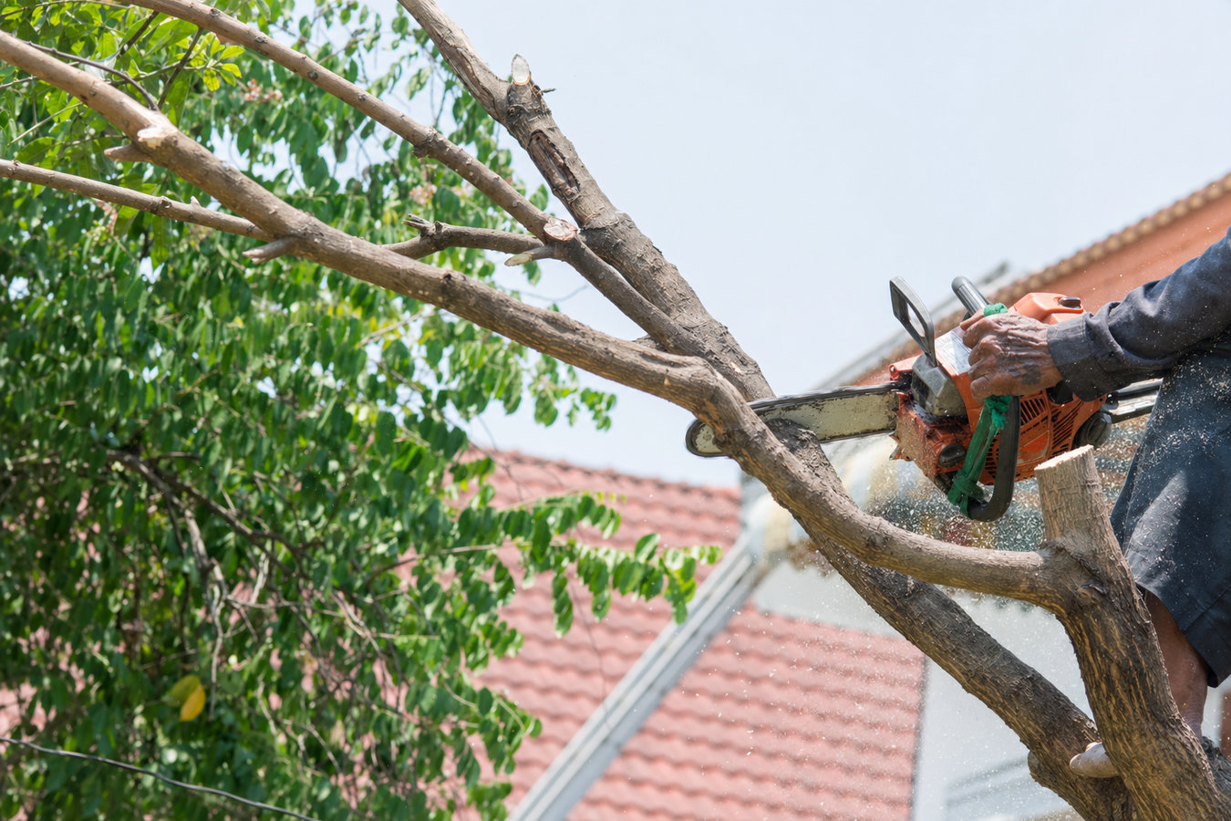 Tree trimming in Camarillo, CA
